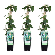Lonicera japonica 'Halliana' - 3 pieces - ↨65cm - Ø15