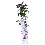 Load image into Gallery viewer, Rosa &#39;Crazy in love&#39;, Pink - 3 pieces - ↨65cm - Ø15
