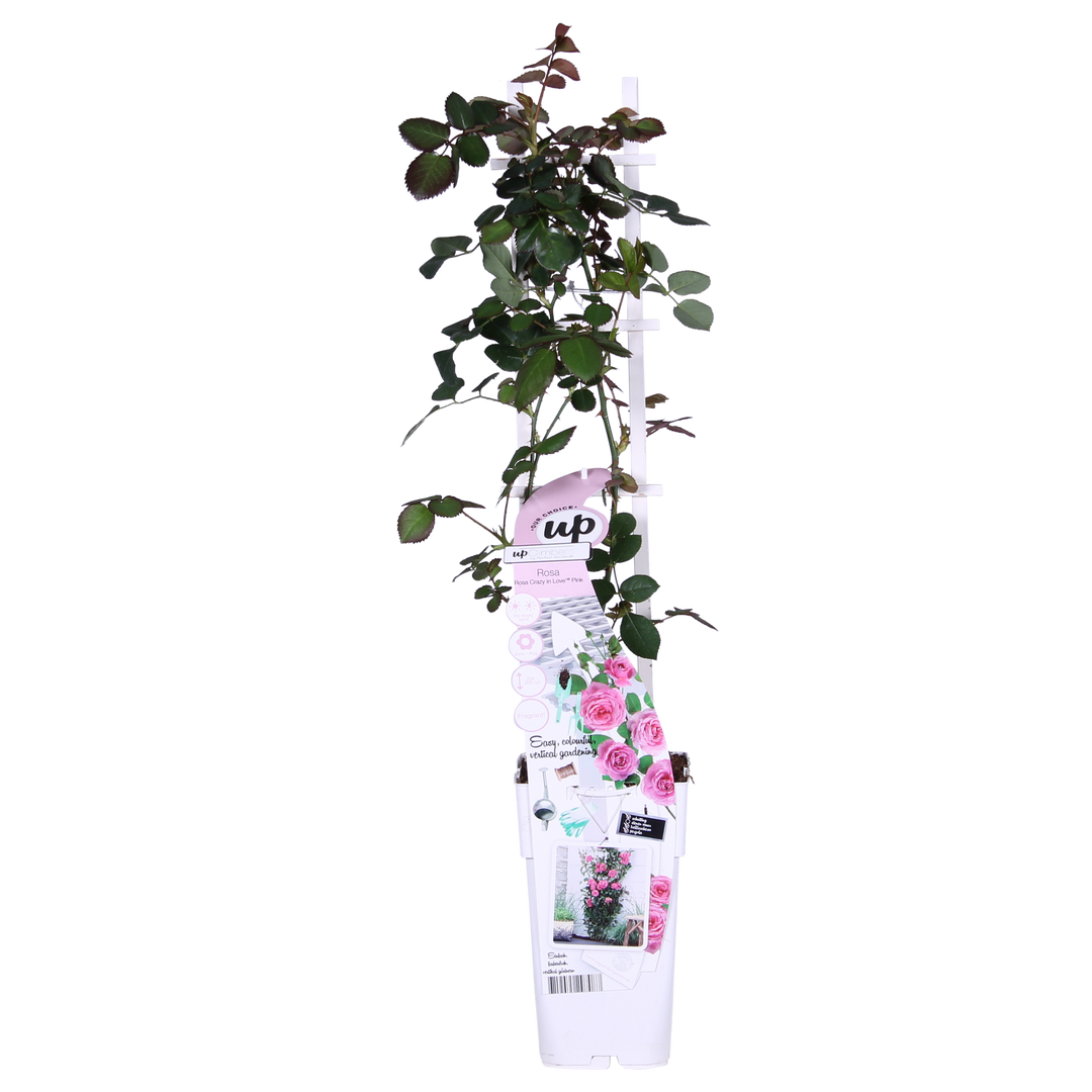 Rosa 'Crazy in love', Pink - 3 pieces - ↨65cm - Ø15