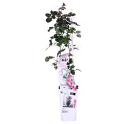 Rosa 'Crazy in love', Pink - 3 pieces - ↨65cm - Ø15