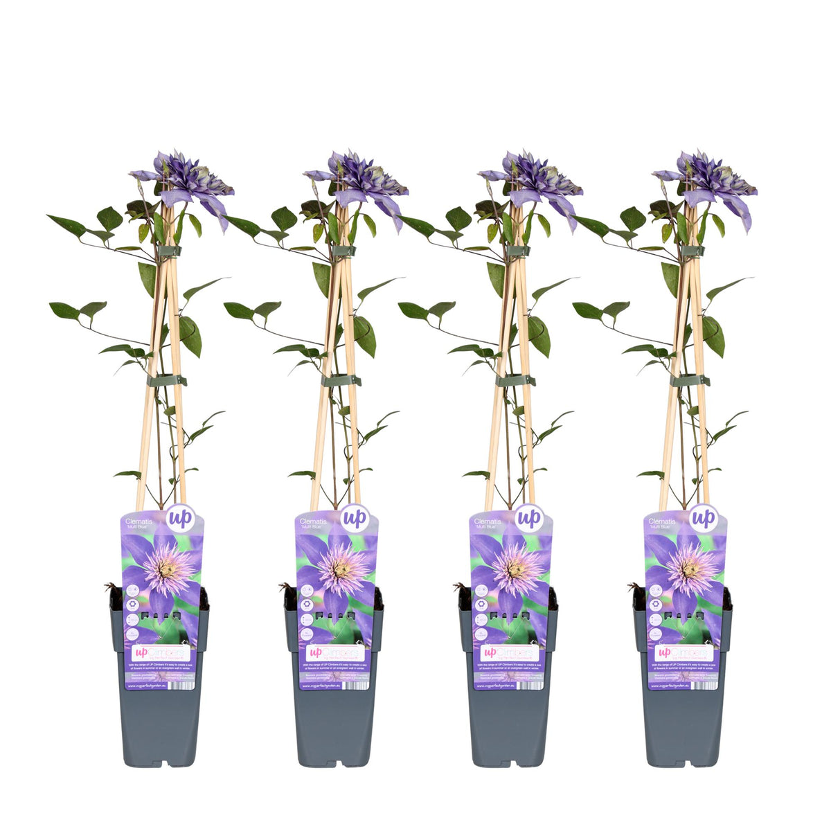 Clematis Multi Blue - 4 plants - Ø15 - ↨65cm