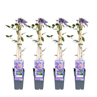 Clematis Multi Blue - 4 plants - Ø15 - ↨65cm
