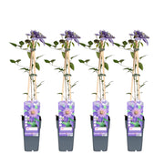 Clematis Multi Blue - 4 plants - Ø15 - ↨65cm