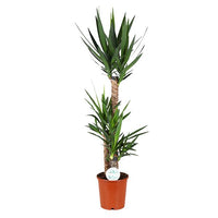 Yucca - Ø24cm - ↕125cm