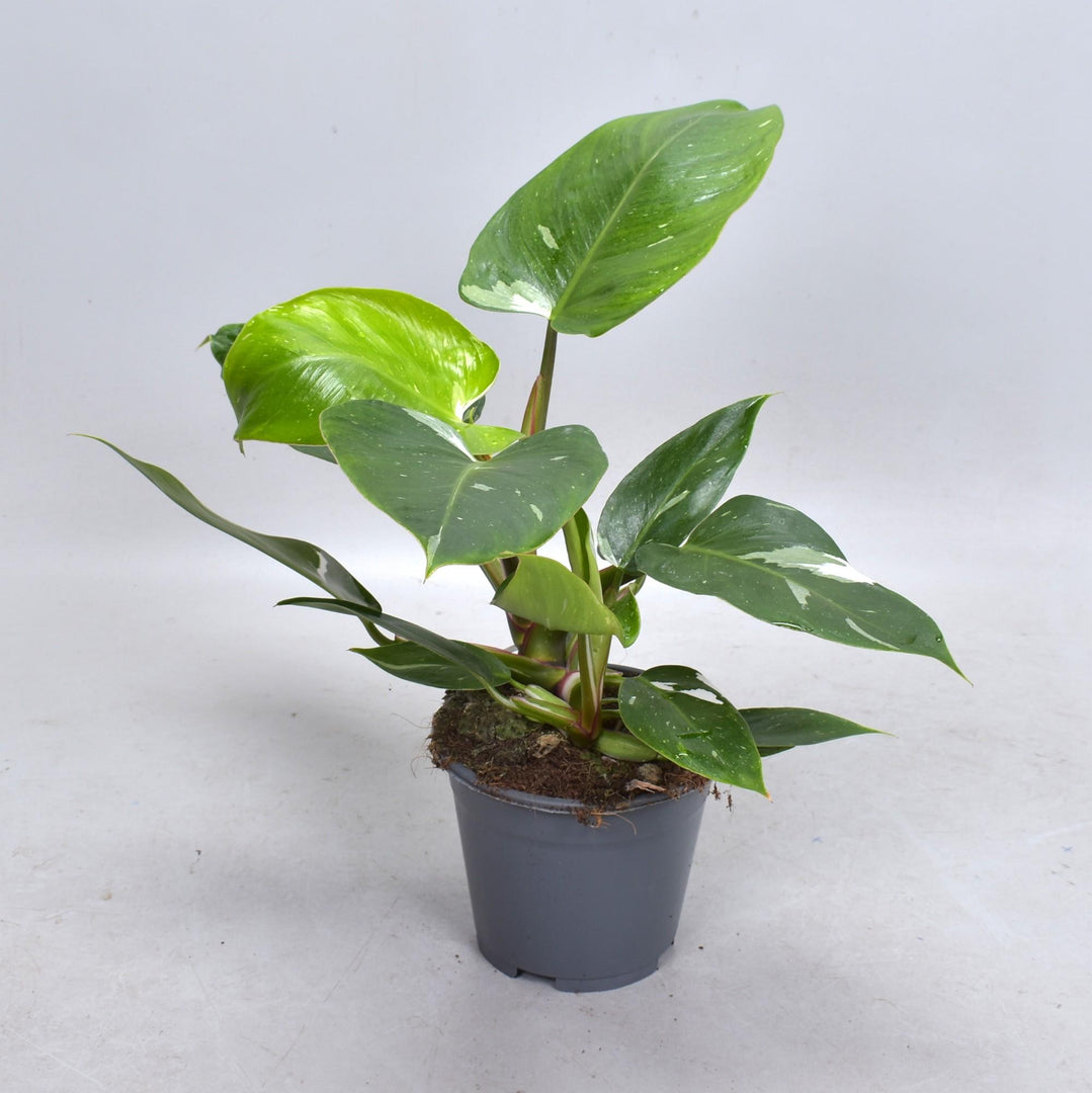 Philodendron erubescens 'White Princess' - Ø14cm - ↕35cm