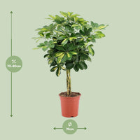 Schefflera arboricola 'Gold Capella' - Ø19cm - ↕75cm