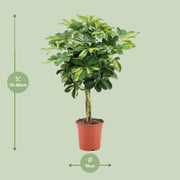 Schefflera arboricola 'Gold Capella' - Ø19cm - ↕75cm