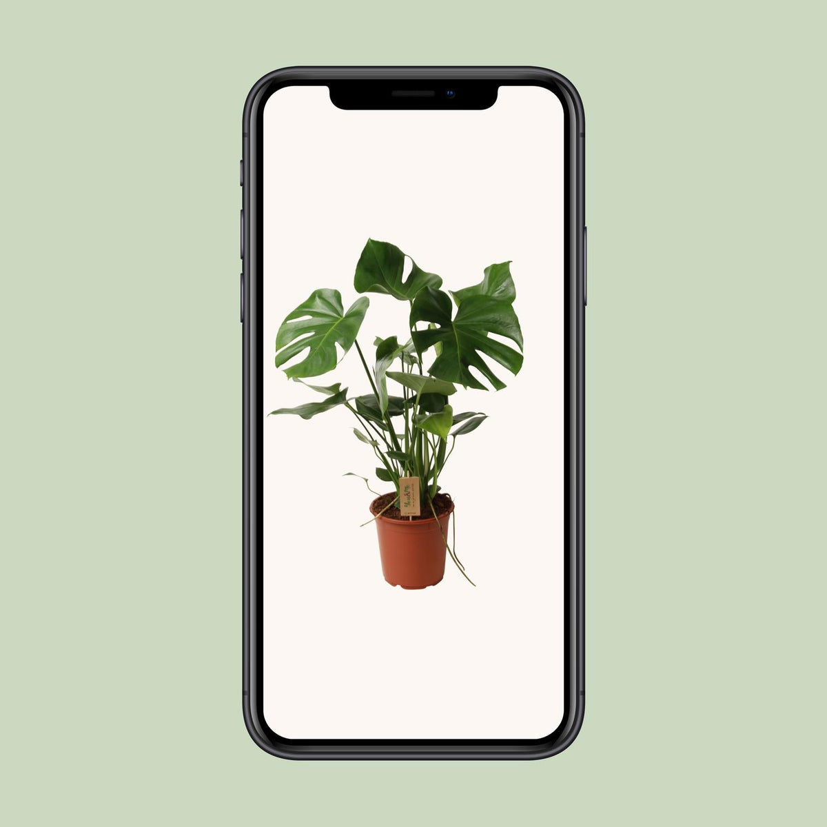 Monstera deliciosa - Ø21cm - ↕60cm