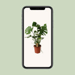 Load image into Gallery viewer, Monstera deliciosa - Ø21cm - ↕60cm
