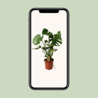 Monstera deliciosa - Ø21cm - ↕60cm