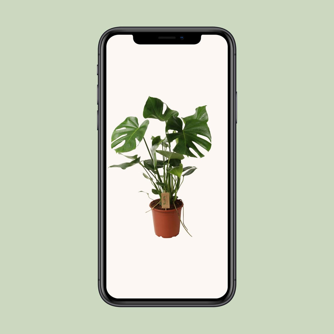 Monstera deliciosa - Ø21cm - ↕60cm