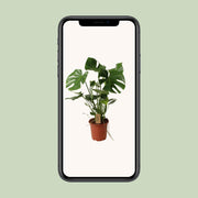 Monstera deliciosa - Ø21cm - ↕60cm