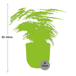 Load image into Gallery viewer, Asparagus setaceus ‘Plumosus’ in ELHO Vibes Fold Pot, Yellow, Ø14cm - ↕30cm