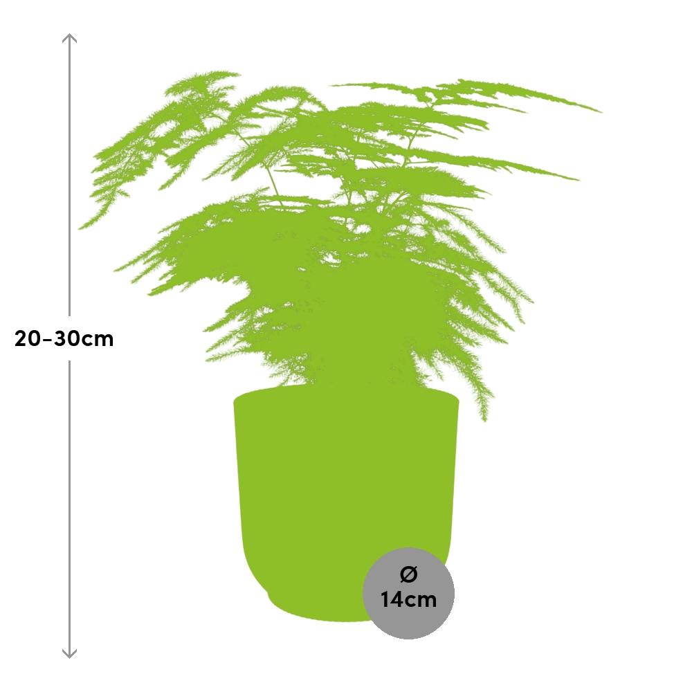 Asparagus setaceus ‘Plumosus’ in ELHO Vibes Fold Pot, Yellow, Ø14cm - ↕30cm