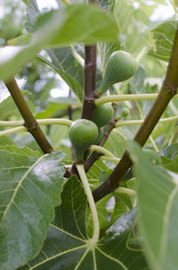 Ficus gustissimo 'Perretta' - Ø13 - ↨45cm