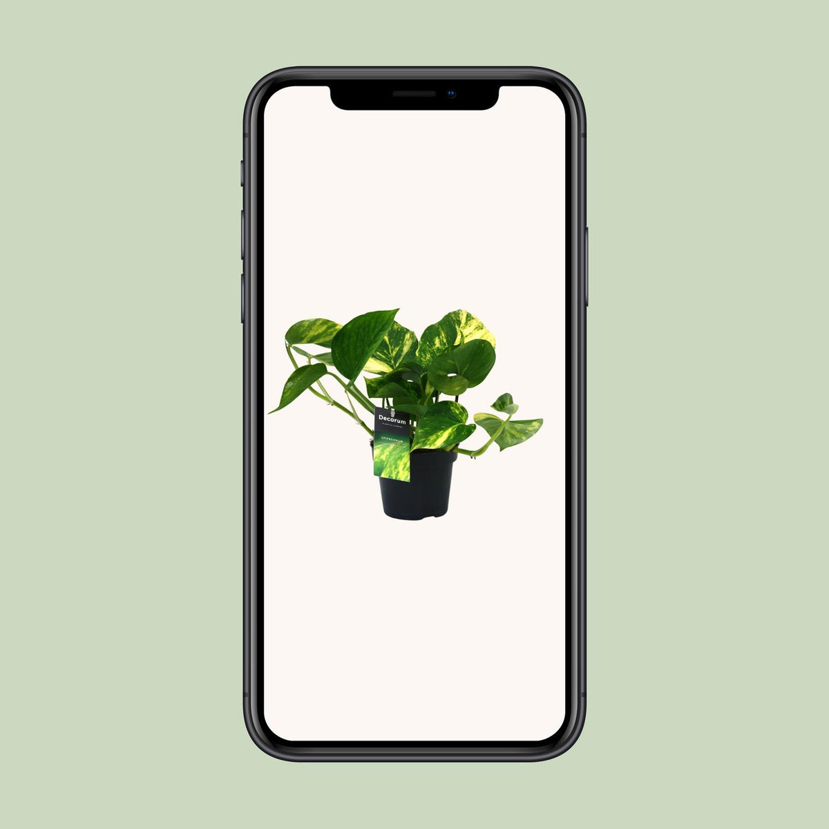 Epipremnum aureum (Scindapsus) - Ø12cm - ↕25cm