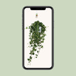 Load image into Gallery viewer, Hedera helix 'Pitsburg' - Ø17cm - ↕45cm