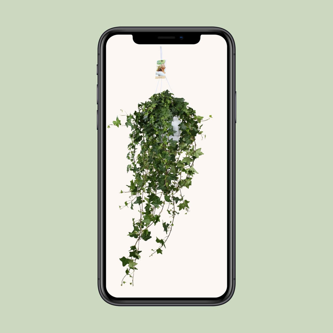 Hedera helix 'Pitsburg' - Ø17cm - ↕45cm