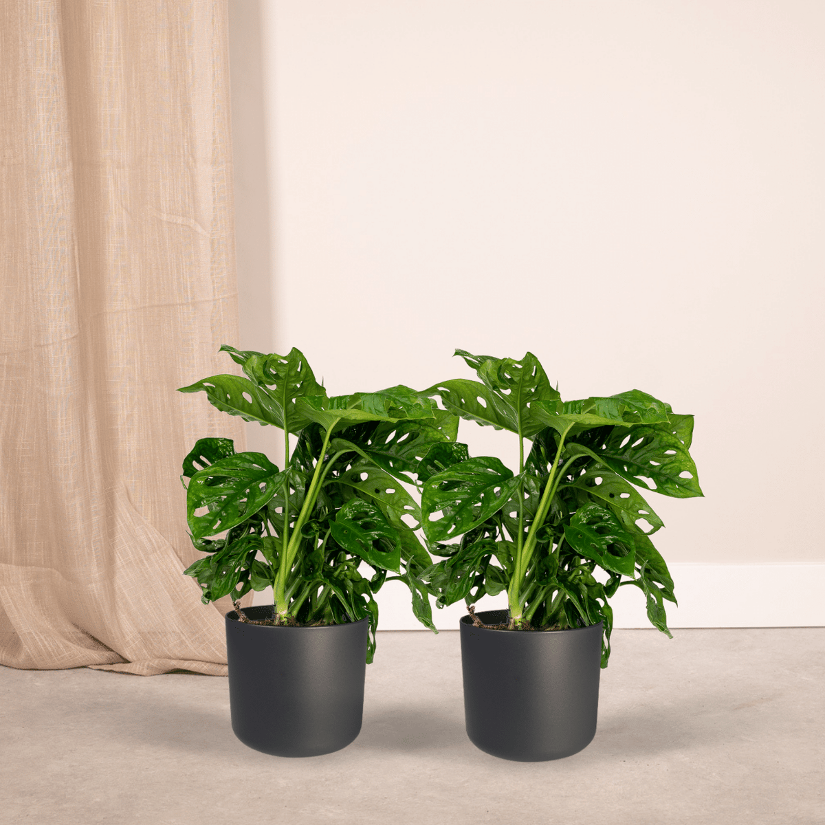 Monstera adansonii 'Monkey Leaf' - 2 Plants - ø12 - ↕30cm