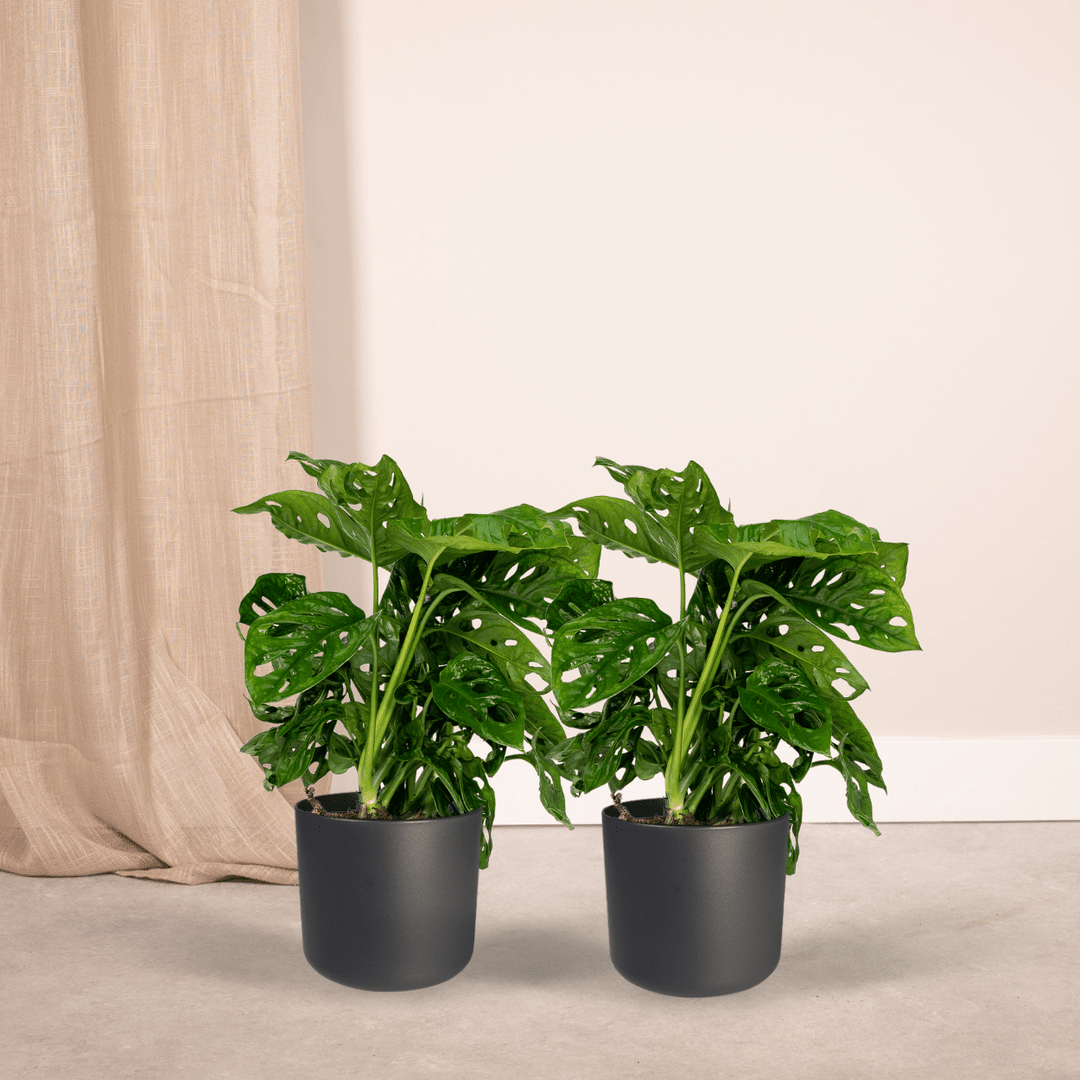 Monstera adansonii 'Monkey Leaf' - 2 Plants - ø12 - ↕30cm