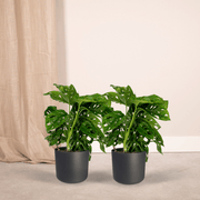 Monstera adansonii 'Monkey Leaf' - 2 Plants - ø12 - ↕30cm