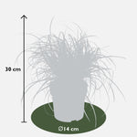 Load image into Gallery viewer, Uncinia rubra &#39;Everflame&#39; - Ø14 - ↨30cm
