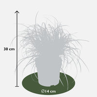 Uncinia rubra 'Everflame' - Ø14 - ↨30cm