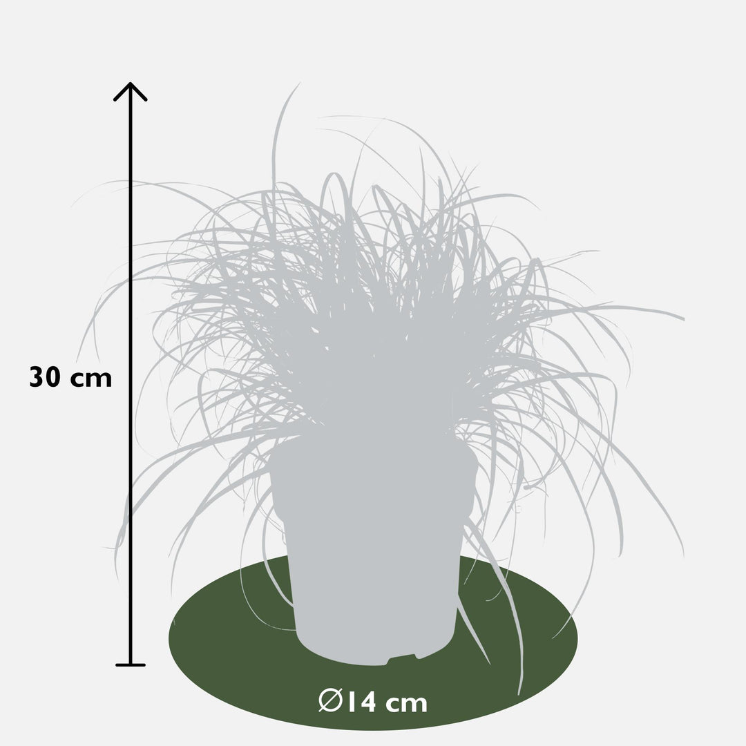 Uncinia rubra 'Everflame' - Ø14 - ↨30cm