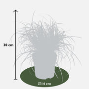 Uncinia rubra 'Everflame' - Ø14 - ↨30cm
