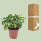 Load image into Gallery viewer, Syngonium &#39;Pixie&#39; - Ø12cm - ↕20cm
