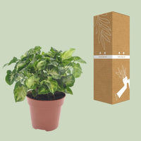 Syngonium 'Pixie' - Ø12cm - ↕20cm