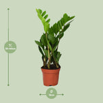Load image into Gallery viewer, Zamioculcas zamiifolia - Ø12cm - ↕40cm