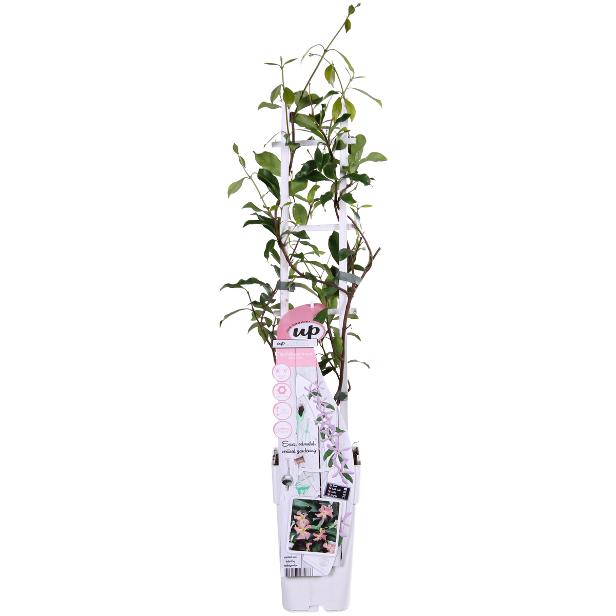Trachelospermum 'Star of Ibiza' - Gelsomino di Toscana Rosa - Ø15cm - ↕65cm