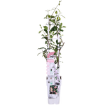Load image into Gallery viewer, Trachelospermum &#39;Star of Ibiza&#39; - Tuscan Jasmine Pink - Ø15cm - ↕65cm
