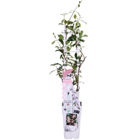 Trachelospermum 'Star of Ibiza' - Gelsomino di Toscana Rosa - Ø15cm - ↕65cm