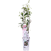 Trachelospermum 'Star of Ibiza' - Tuscan Jasmine Pink - Ø15cm - ↕65cm