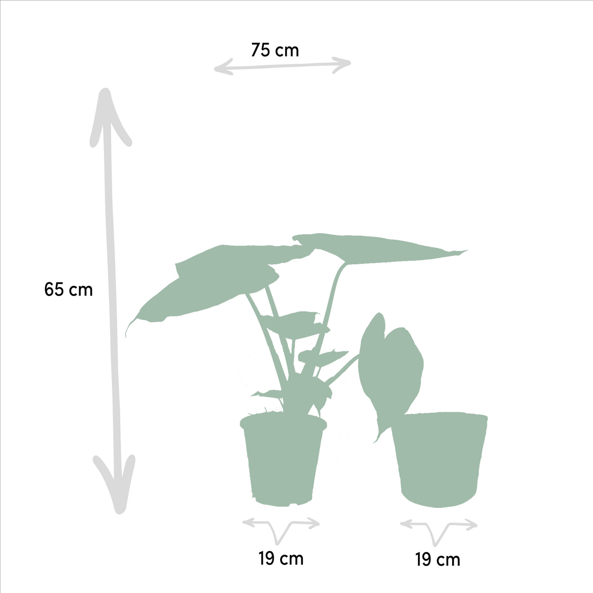 Coppia Tropicale da Interno in Cesto Selin - Alocasia cucullata - Ø19cm - ↕60cm + Alocasia Wentii - Ø19cm - ↕60cm