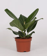 Load image into Gallery viewer, Ficus bengalensis - Ø12cm - ↕25cm