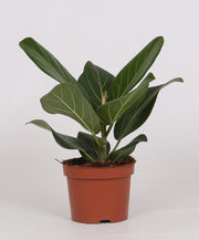 Ficus bengalensis - Ø12cm - ↕25cm