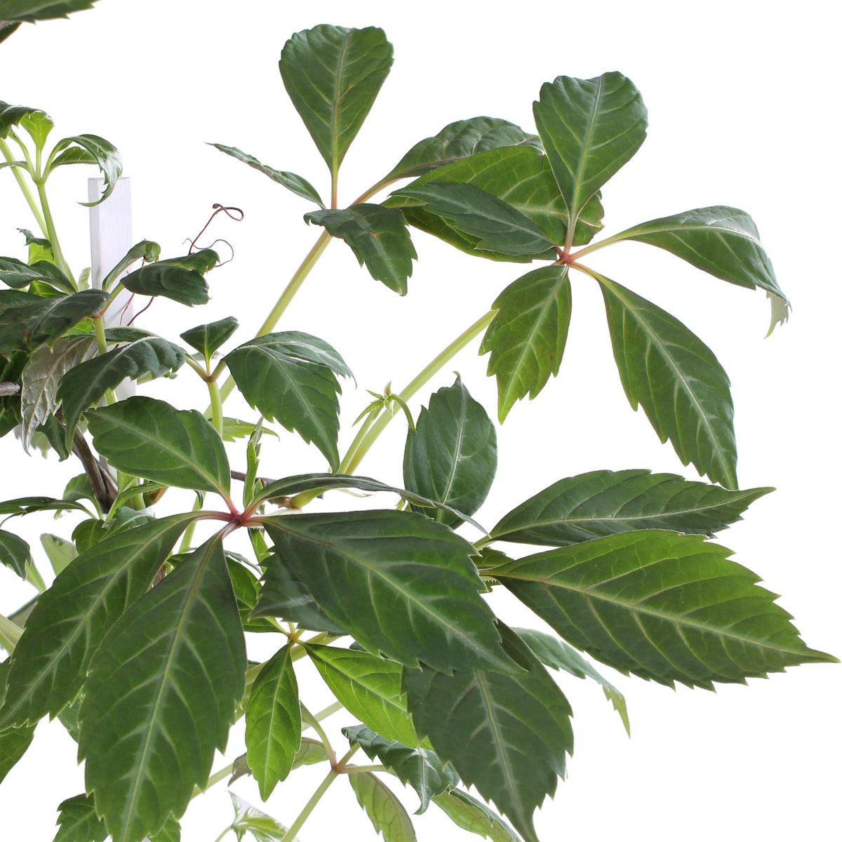 Parthenocissus henryana (Vite del Canada) - Ø15cm - ↕65cm