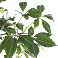 Parthenocissus henryana (Vite del Canada) - Ø15cm - ↕65cm