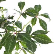 Parthenocissus henryana - Chinese Wild Winged - Ø15cm - ↕65cm