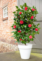 Load image into Gallery viewer, Camellia japonica &#39;Black Lace&#39; - Ø19cm - ↨65cm
