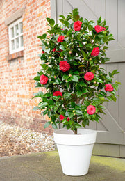 Camellia japonica 'Black Lace' - Ø19cm - ↨65cm