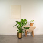 Load image into Gallery viewer, Monstera deliciosa + Pot Mayk Gold - Ø21cm - ↨80cm