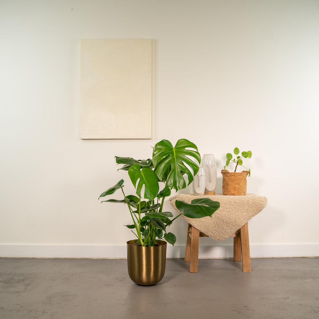 Monstera deliciosa + Pot Mayk Gold - Ø21cm - ↨80cm