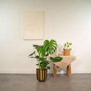 Monstera deliciosa + Pot Mayk Gold - Ø21cm - ↨80cm