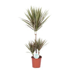 Load image into Gallery viewer, Dracaena marginata Bicolor - Ø21cm - ↕95cm
