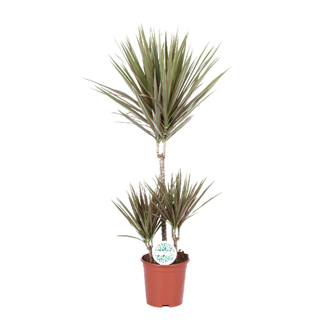 Dracaena marginata Bicolor - Ø21cm - ↕95cm