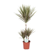 Dracaena marginata Bicolor - Ø21cm - ↕95cm